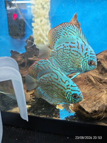 Discus -blue Turks, eruption, whites &pound;30 each