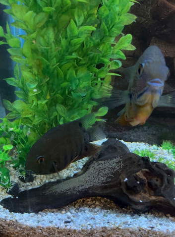 Fish