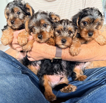 Gorgeous Purebred Yorkshire Terrier Pups