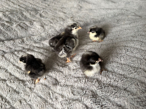 Olive Egger day old chicks