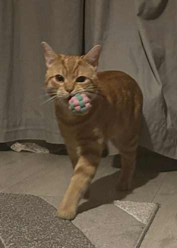 Bubu - Playful Bengal x British Shorthair Boy