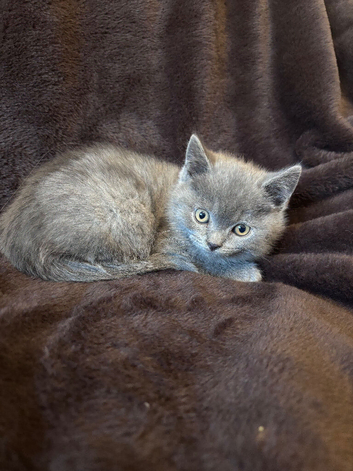 Health tested BSH kittens