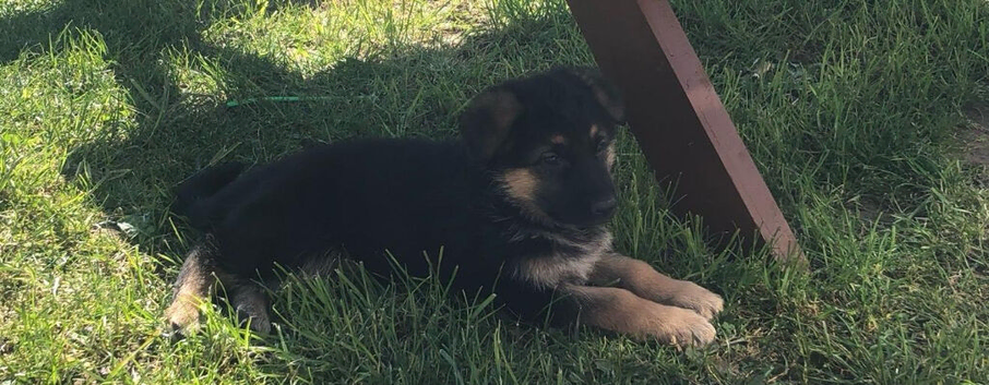 German shepherd puppies