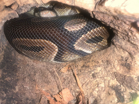 Female ball python