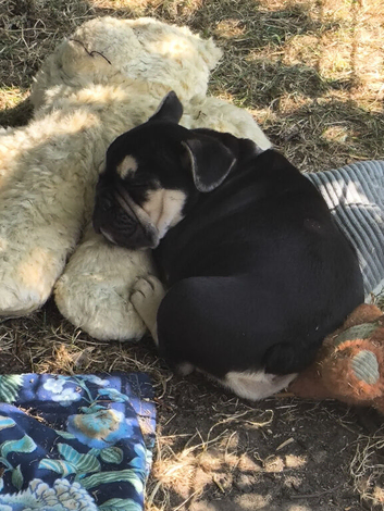 French bulldog x English bulldog