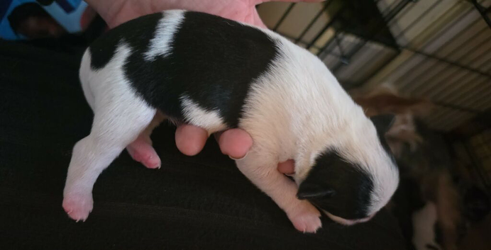 Patterdale x yorkie