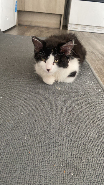 Kitten