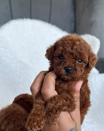 Asian poodle micro size puppies