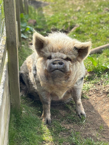 New home needed for my two 8 year old kune kune pigs.
