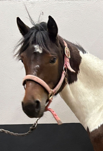 Stunning Yearling Part-bred Skewbald Filly