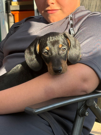 Beautiful Black and Tan boy ready to leave now