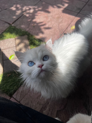 Beautiful white blue-eyed Chinchilla