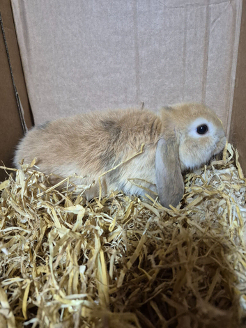 Holland lops for new homes