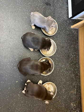 French bulldog puppies for sale