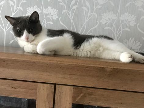 Male cat