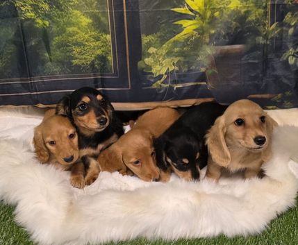 Miniature Dachshund Puppies KC Registered