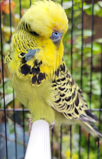 Various budgies for sale