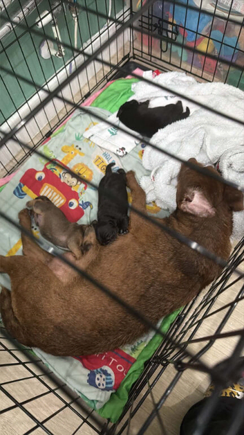 Patterjack terriers
