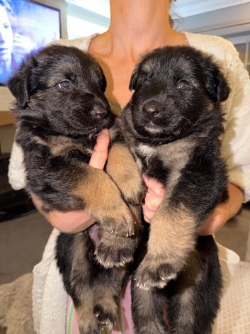 German shepherd puppies ready 7th Nov