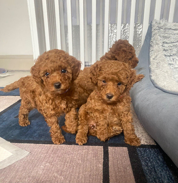 Not available. Red Toy Poodle