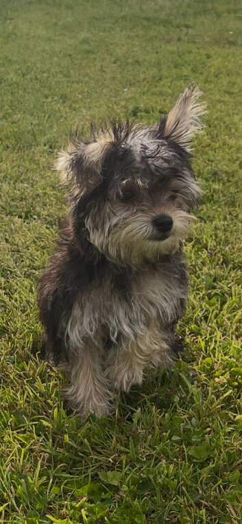 Beautiful Female Yorkshire Terrier Puppy