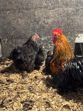 Pekins
