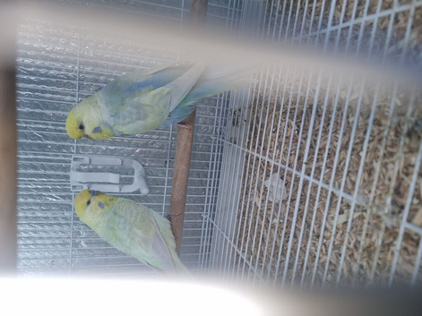 Breeding pairs of budgies for sale