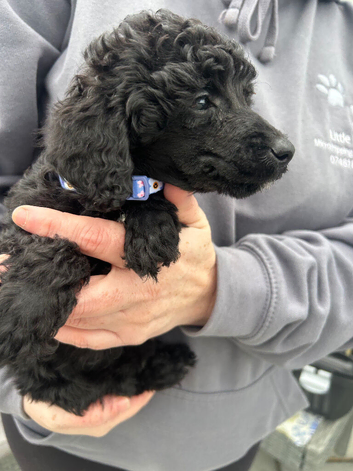 Miniature poodles ready to be homed