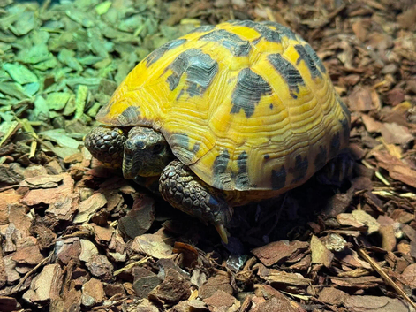 Lots of reptiles for rehome