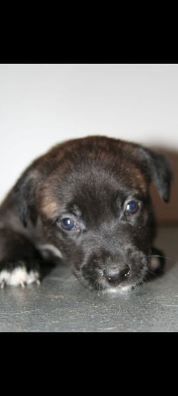 Border collie cross cane corso blondie puppies