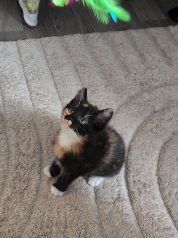 9 week old female kitten