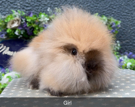 Stunning purebred lionheads available now