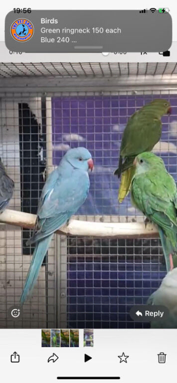 Look! Parakeets/Parrots/Amazons available