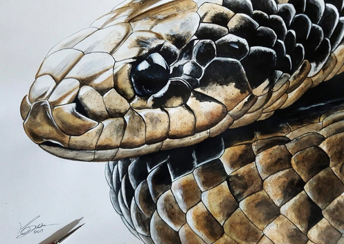 False water Cobra