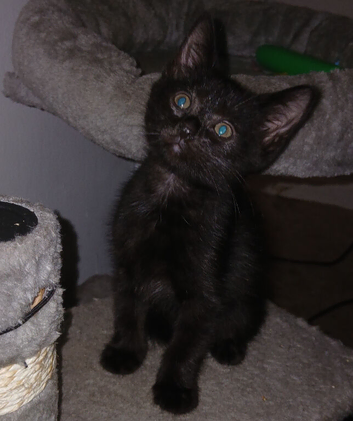 Beautiful kittens
