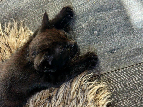 Loving homes 2 black kittens
