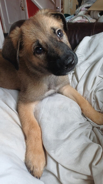 Belgian malinois puppy