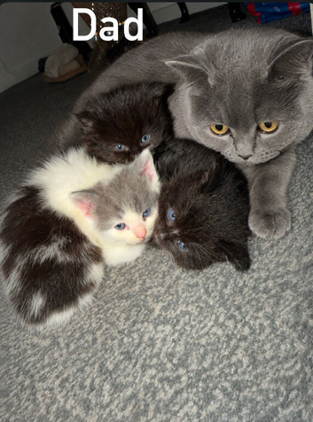 British short hair kittens