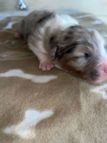Beautiful blu merl boy puppy available