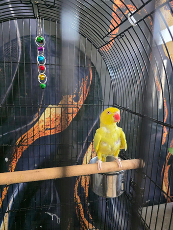 Yellow indian ringneck female