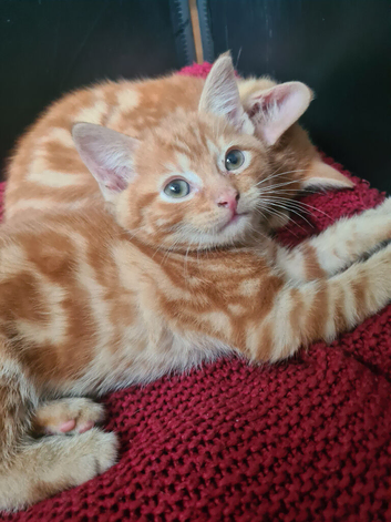2 ginger kittens