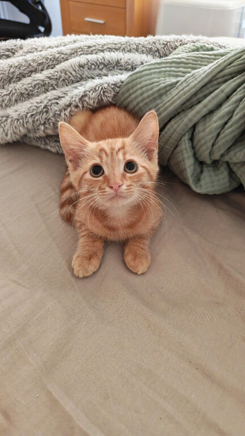 Cute short haired ginger Kitten left