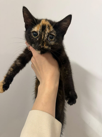 kittens