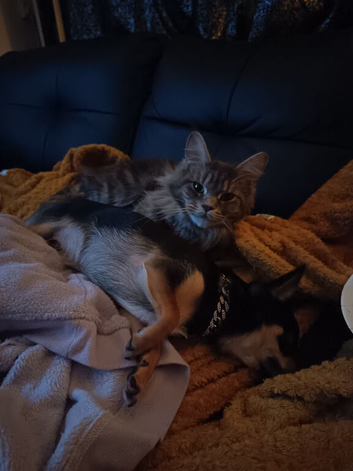 Female main coon cerce