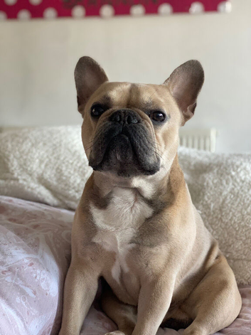 Selling due to Rehome