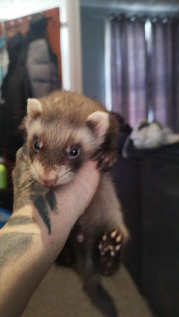 2 ferrets available one hob one jill