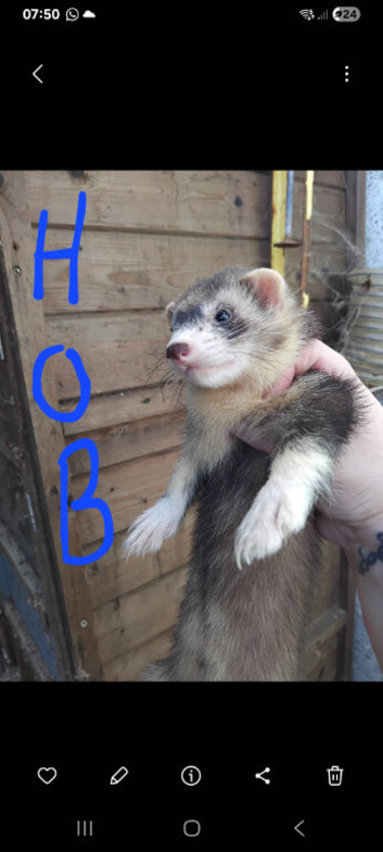 Hob