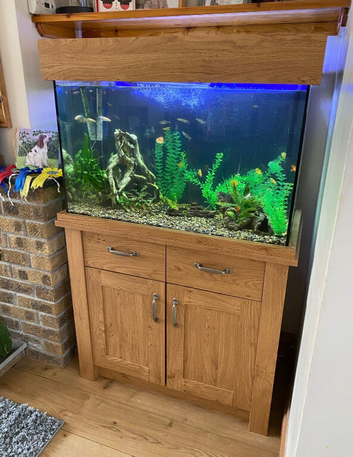 Tropical fish and tank