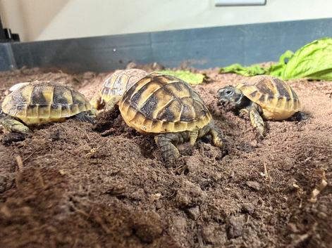 Hermann Tortioses for sale from 4 months to 4 years, captive reared