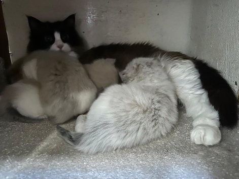 Full pedigree registered Ragdoll kittens